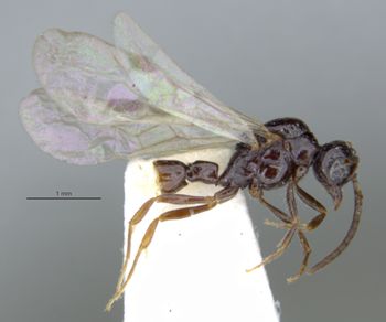 Media type: image;   Entomology 29063 Aspect: habitus lateral view